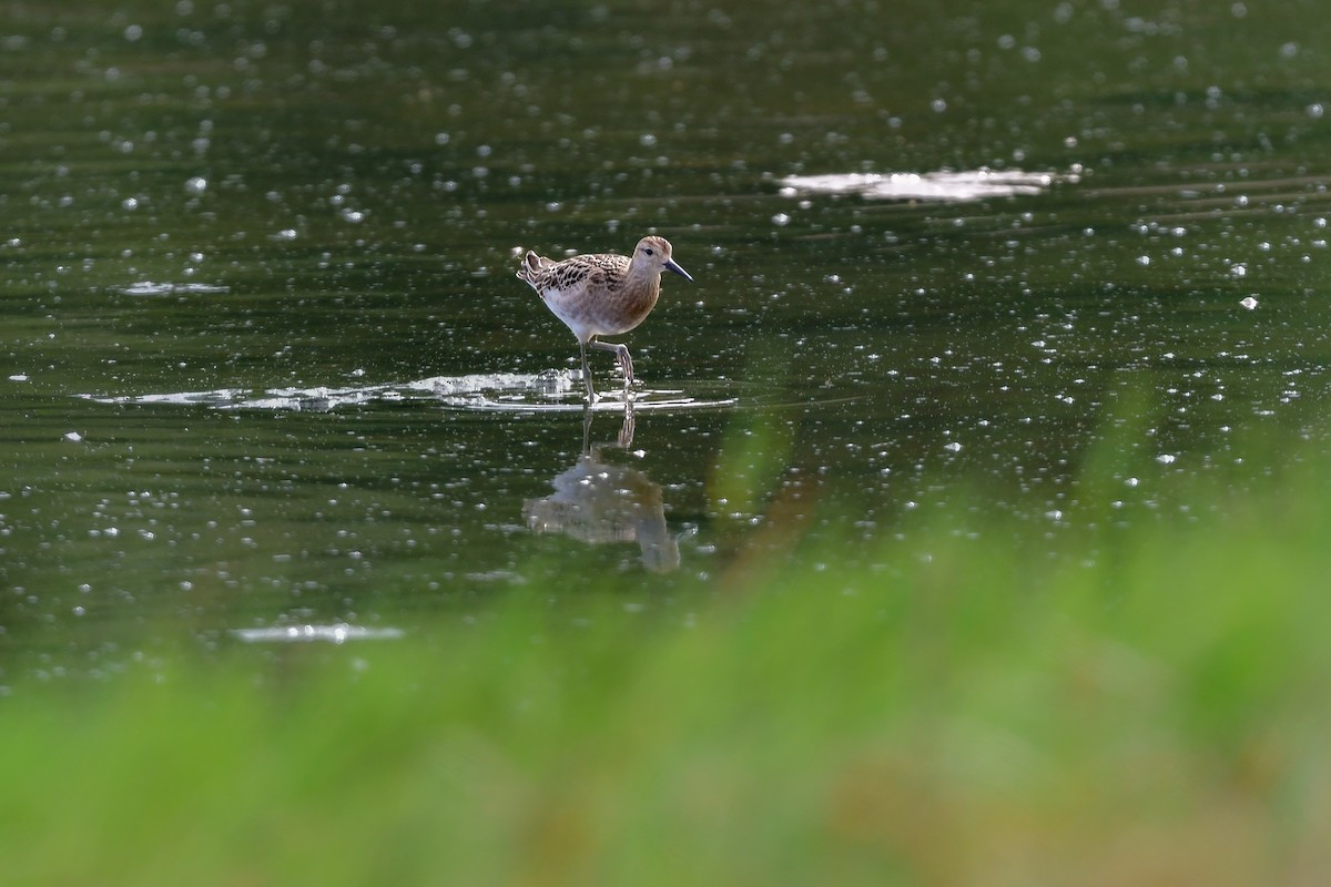 Брижач - ML644821733