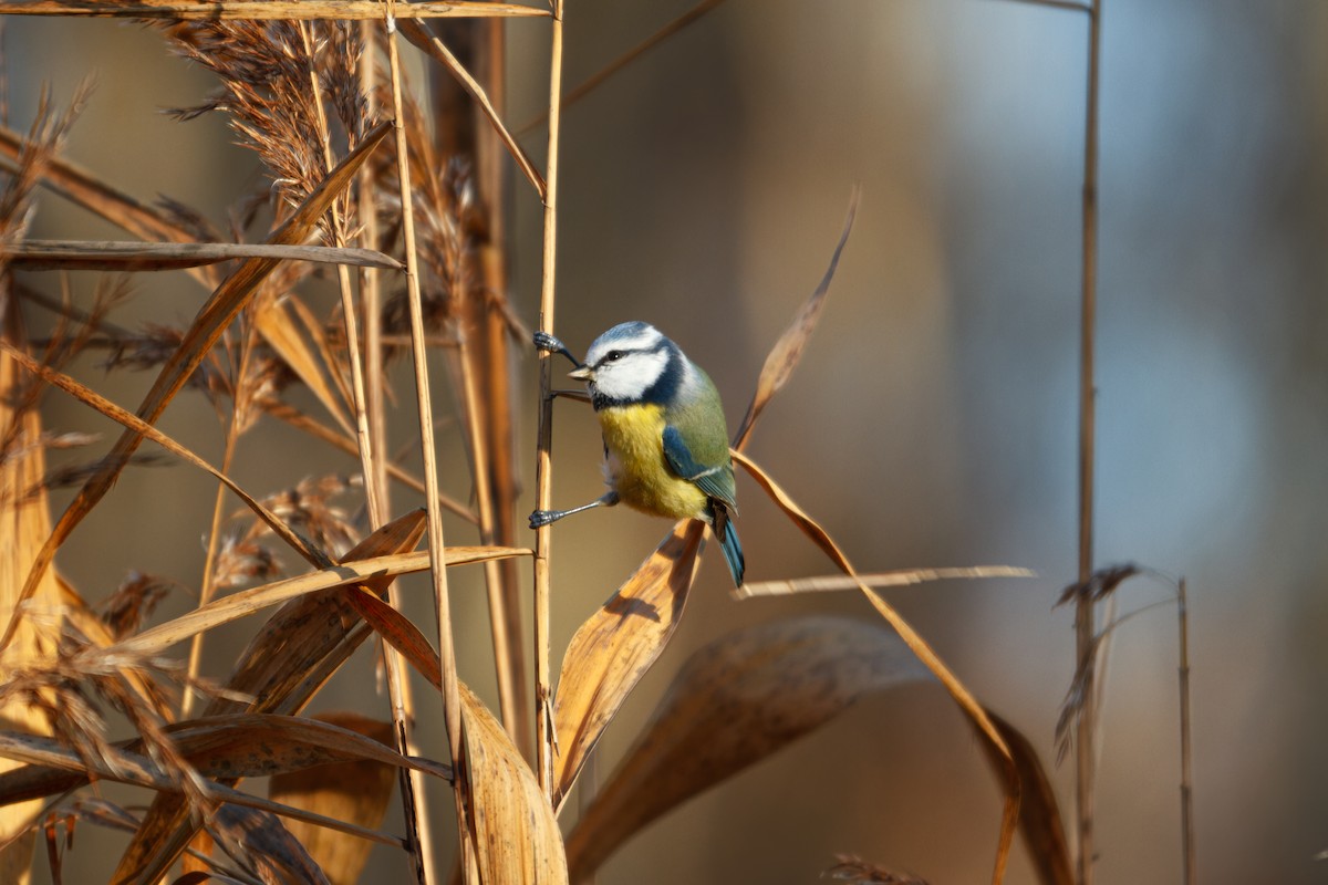 Eurasian Blue Tit - ML644821735