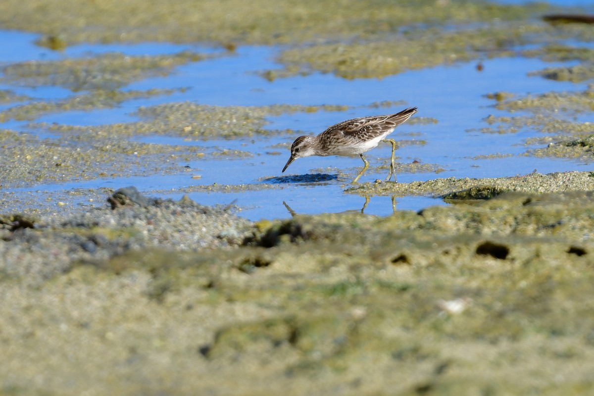 Побережник довгопалий - ML644821739