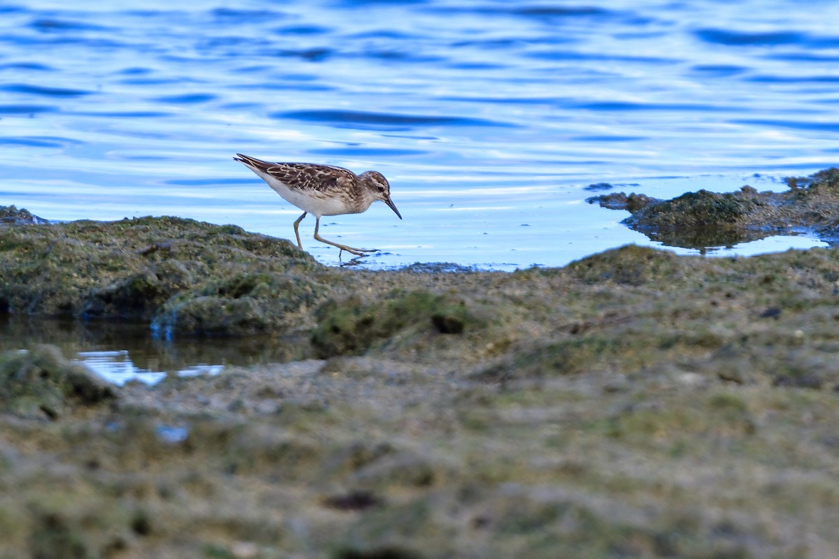 Побережник довгопалий - ML644821740