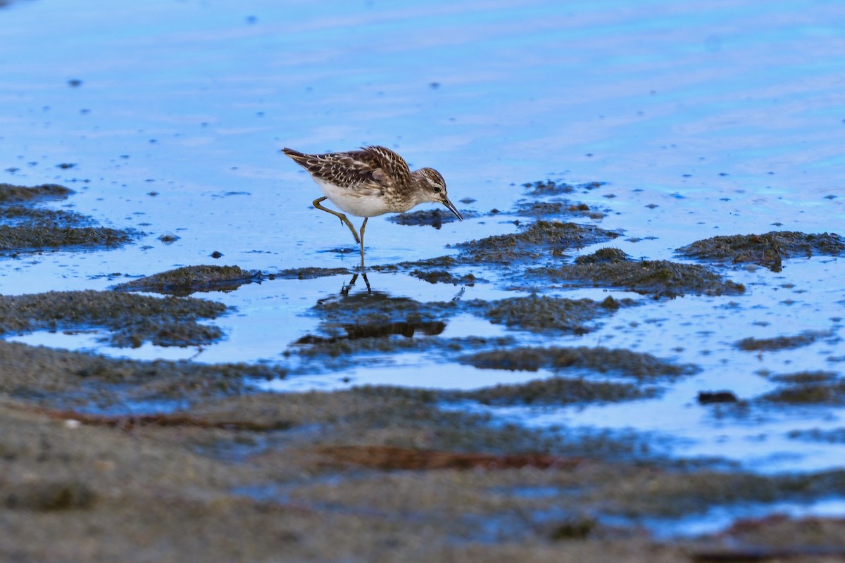 Побережник довгопалий - ML644821742