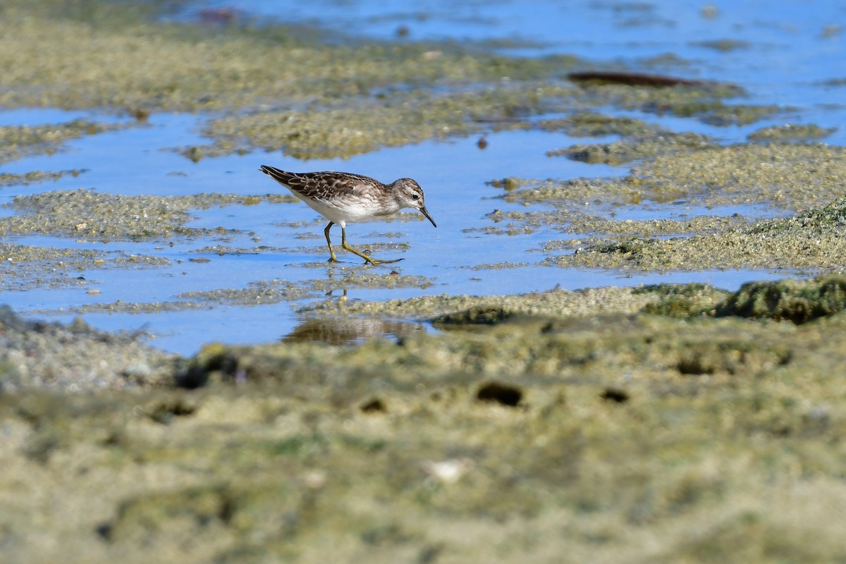 Побережник довгопалий - ML644821743