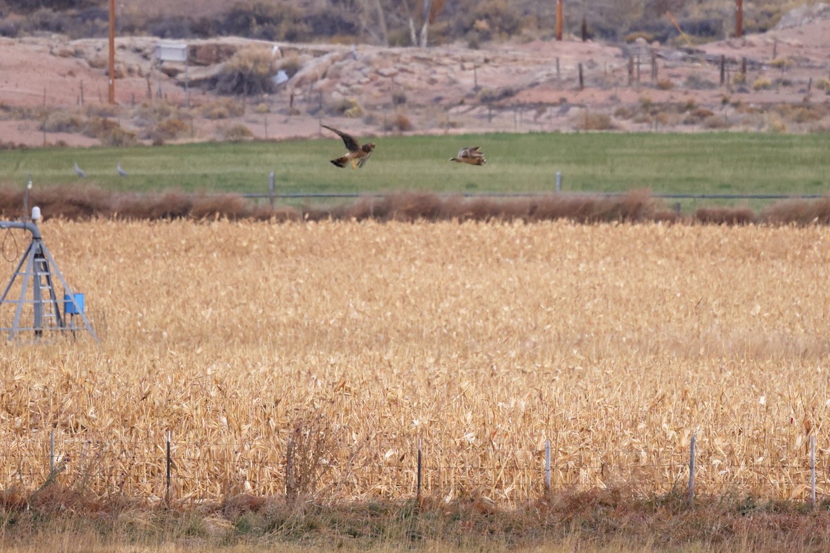 mørkmyrhauk - ML644821748