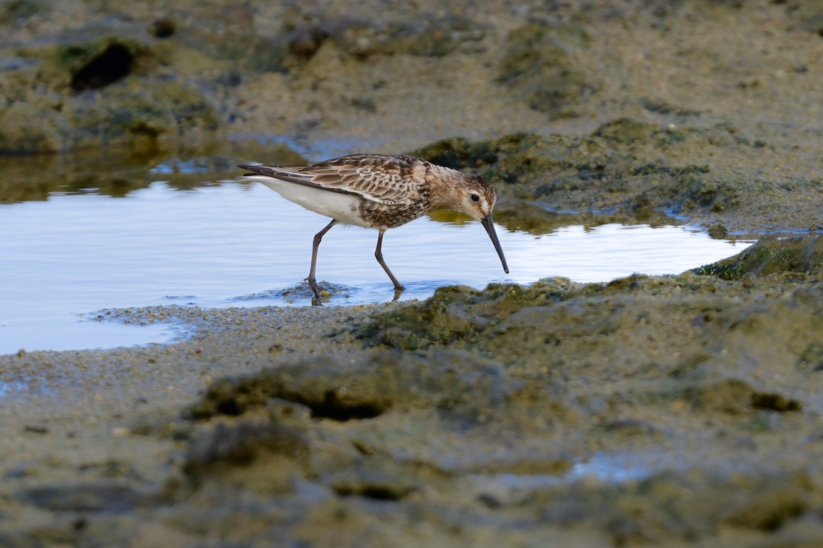 Побережник чорногрудий - ML644821752