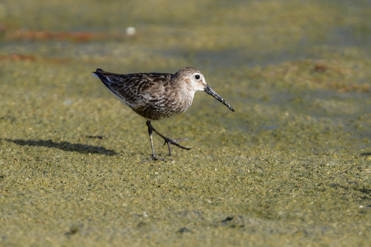 Побережник чорногрудий - ML644821753