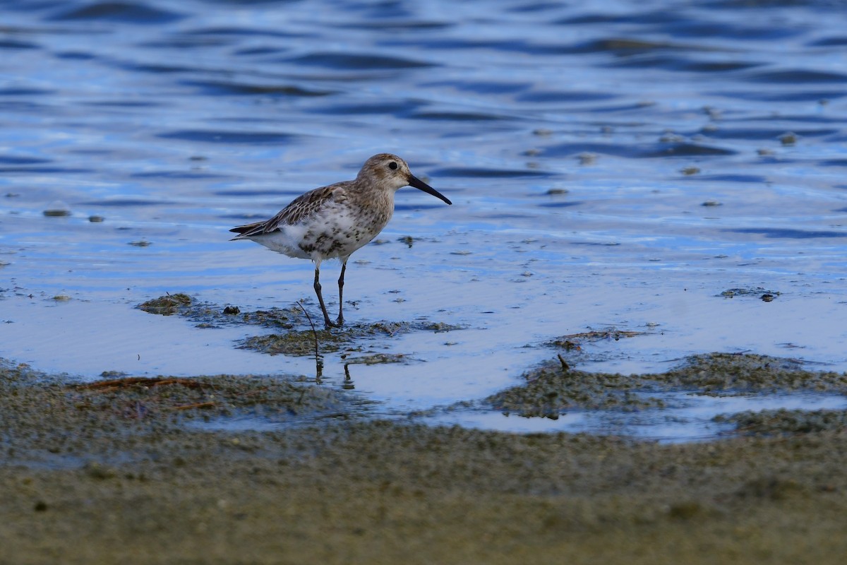 Побережник чорногрудий - ML644821754