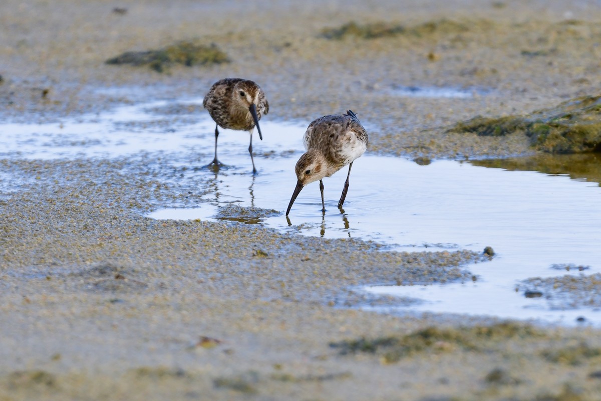 Побережник чорногрудий - ML644821755
