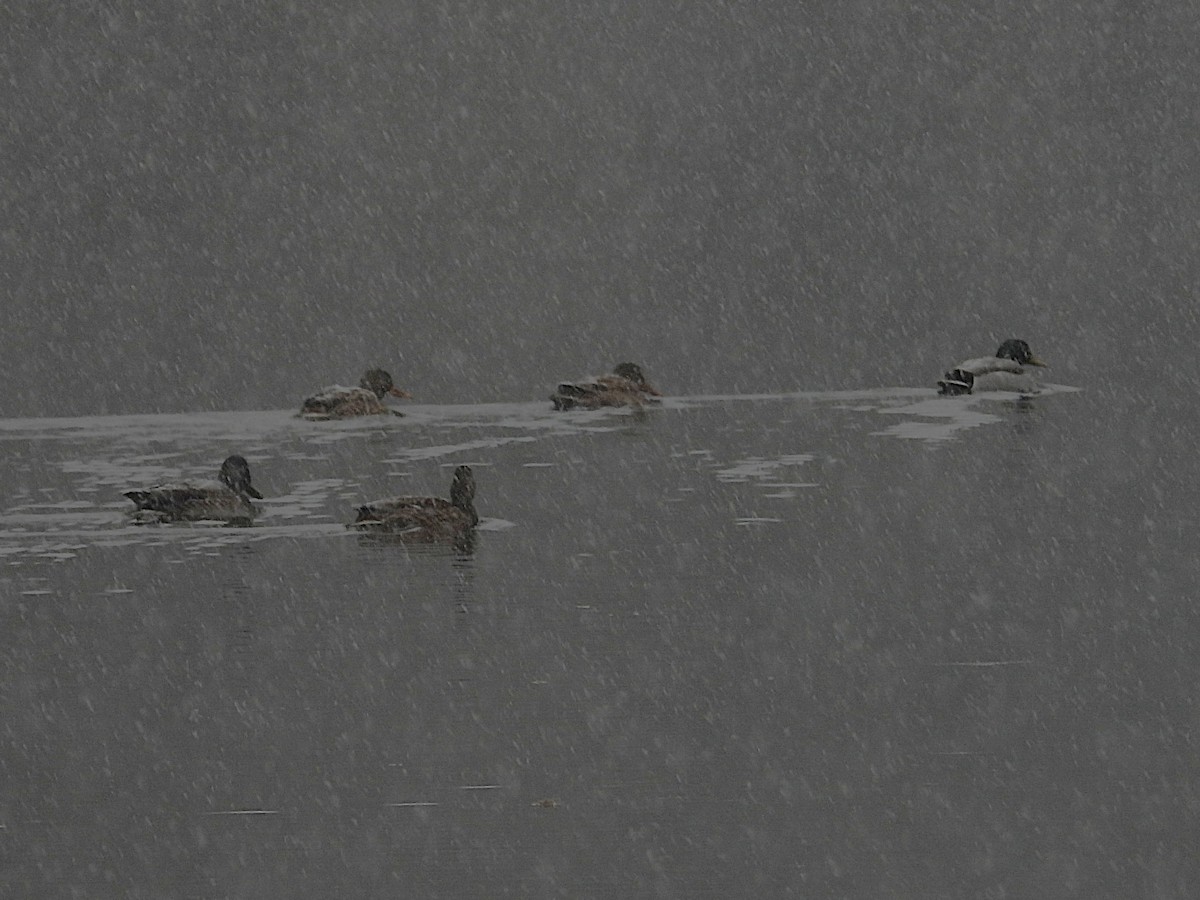 Mallard - ML644821769