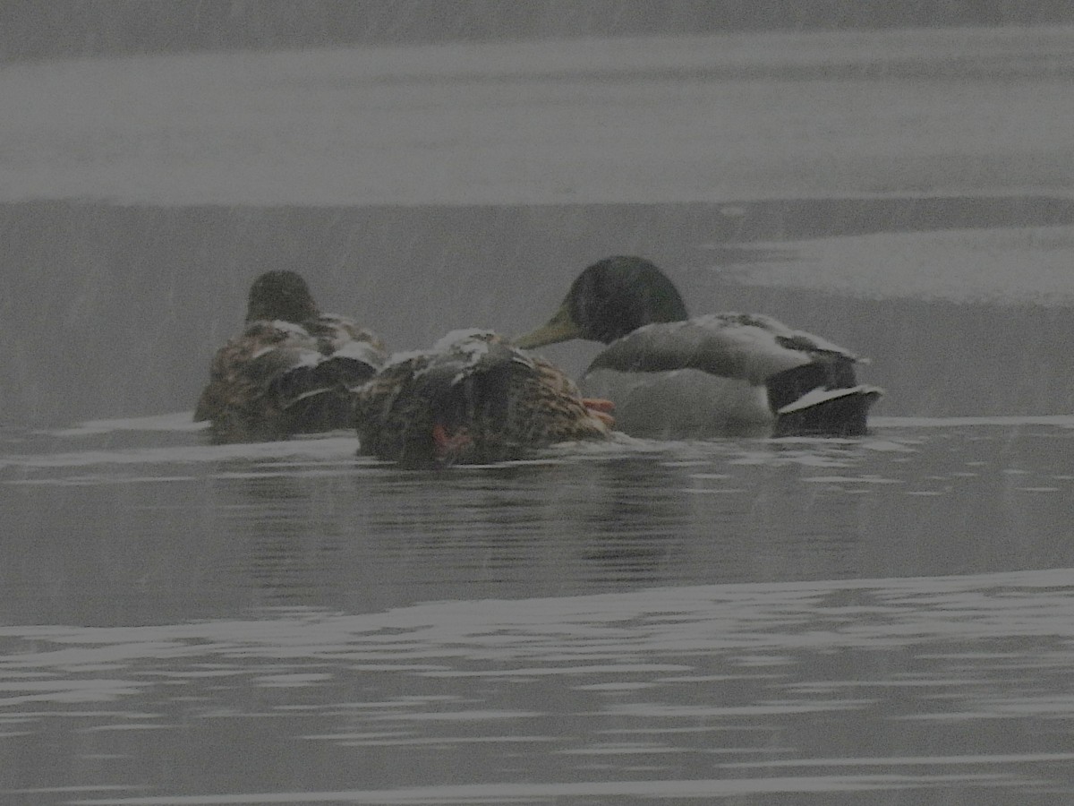 Mallard - ML644821770