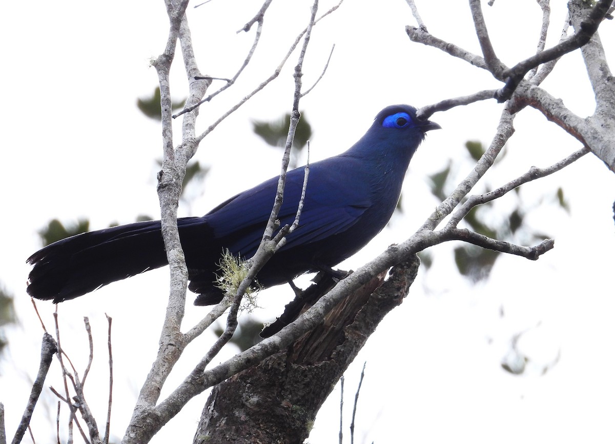 アオジカッコウ - ML644821781