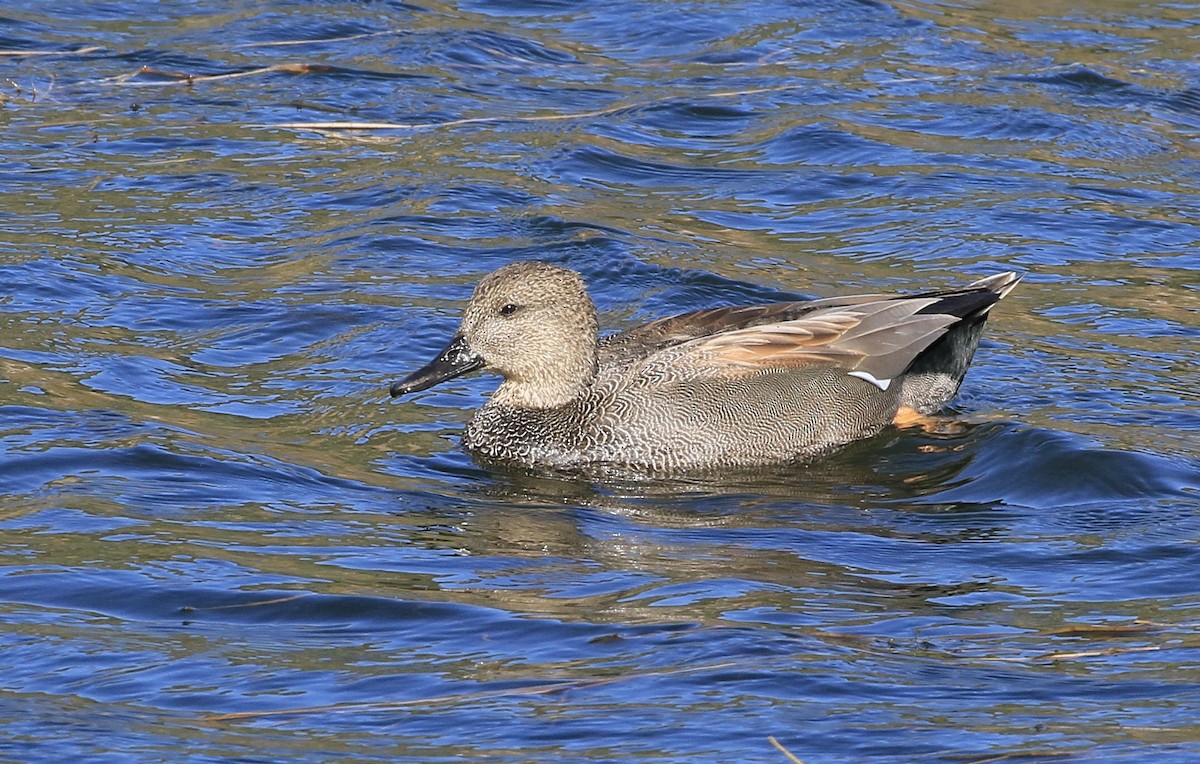 Серая утка - ML644821788