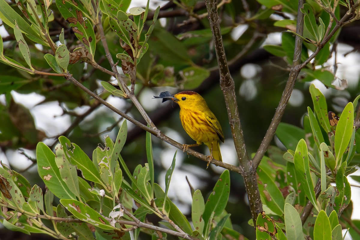 lesňáček žlutý - ML644821792