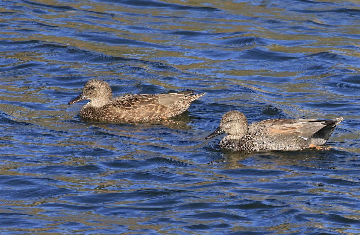 Серая утка - ML644821793