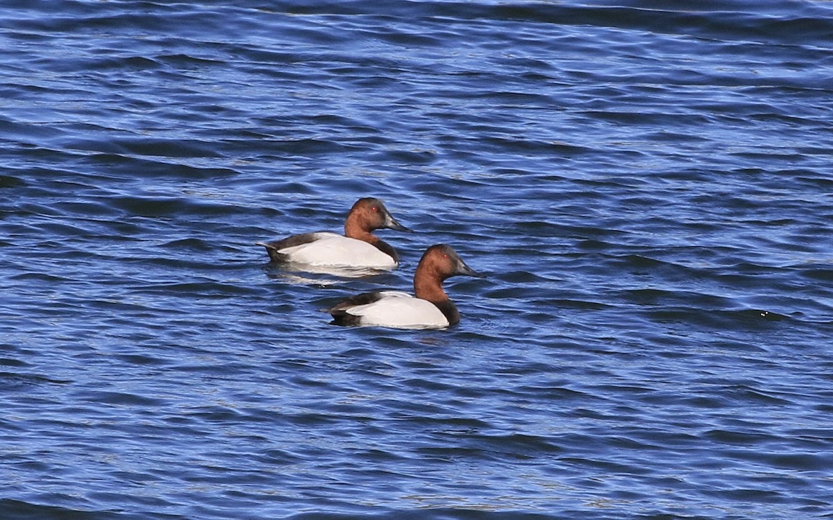 Büyük Elmabaş - ML644821806