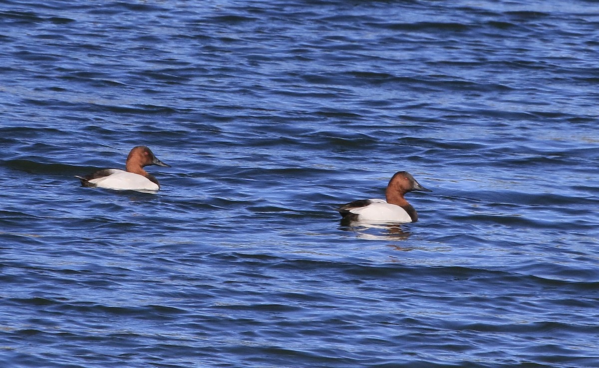 Büyük Elmabaş - ML644821810