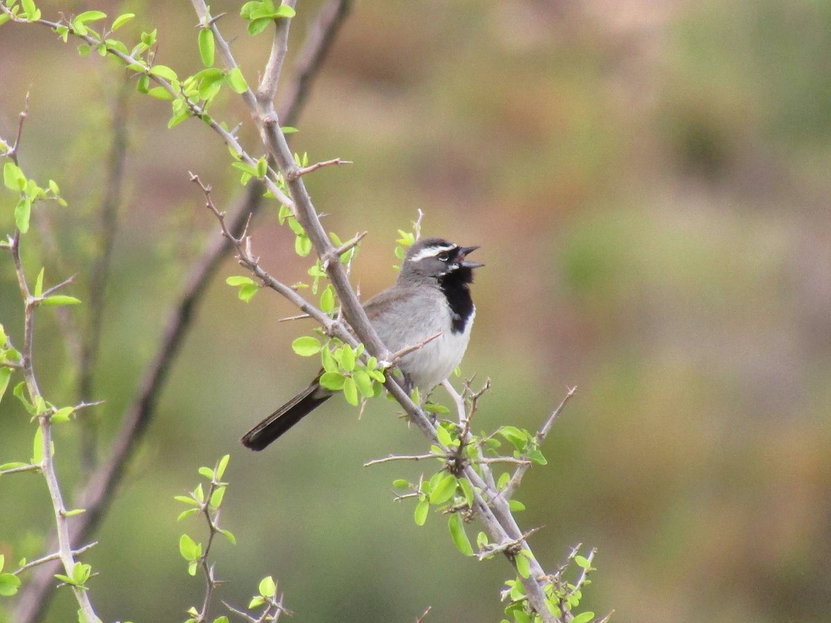 svartstrupespurv - ML644821812