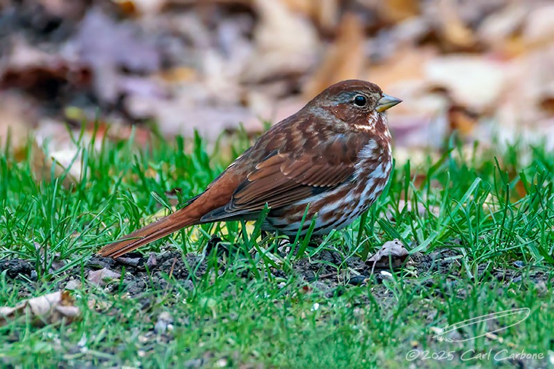 Fox Sparrow - ML644821813