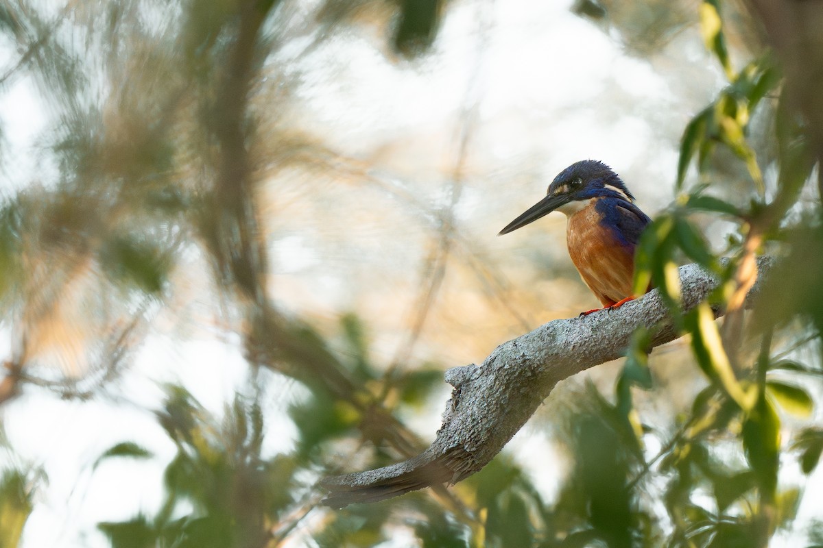 Azure Kingfisher - ML644821836
