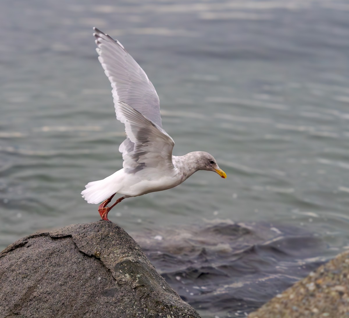 racek šedokřídlý - ML644821837