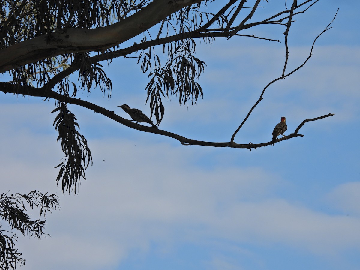 Carpintero Real - ML644821838