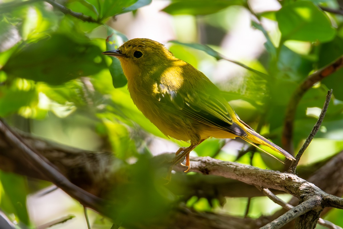 lesňáček žlutý - ML644821842