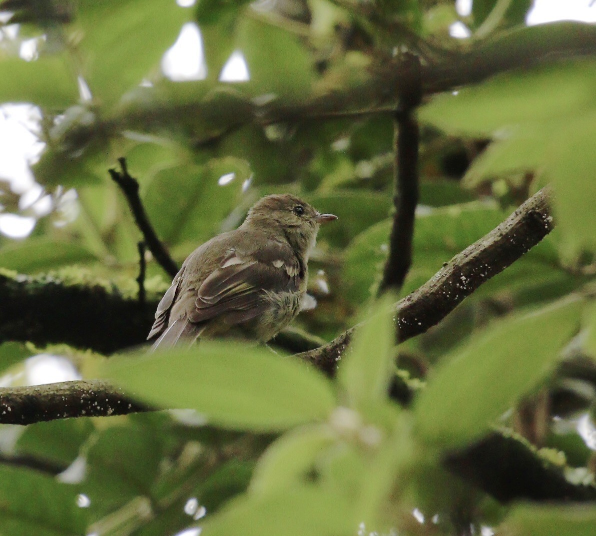 elaenia sp. (genus Elaenia) - ML644821843