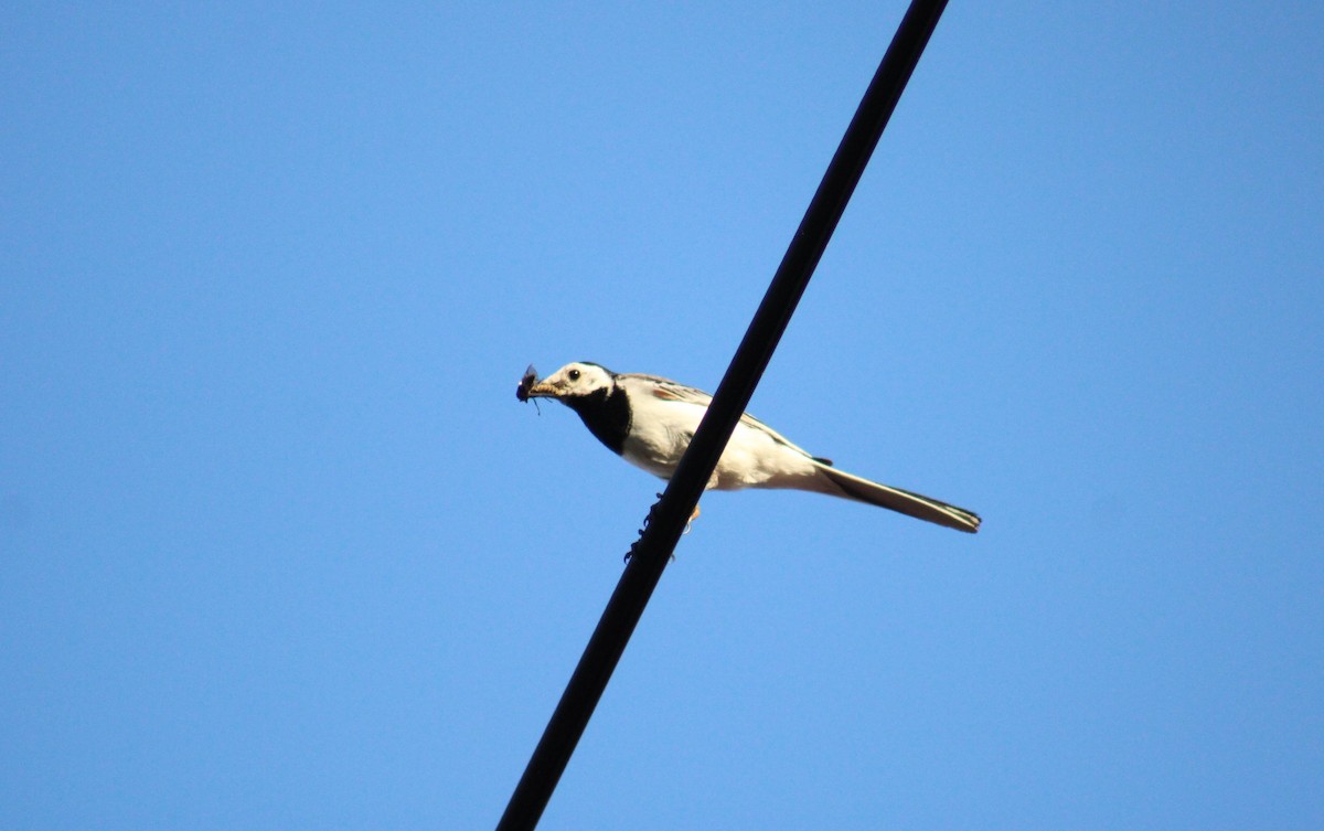 konipas bílý - ML644821857