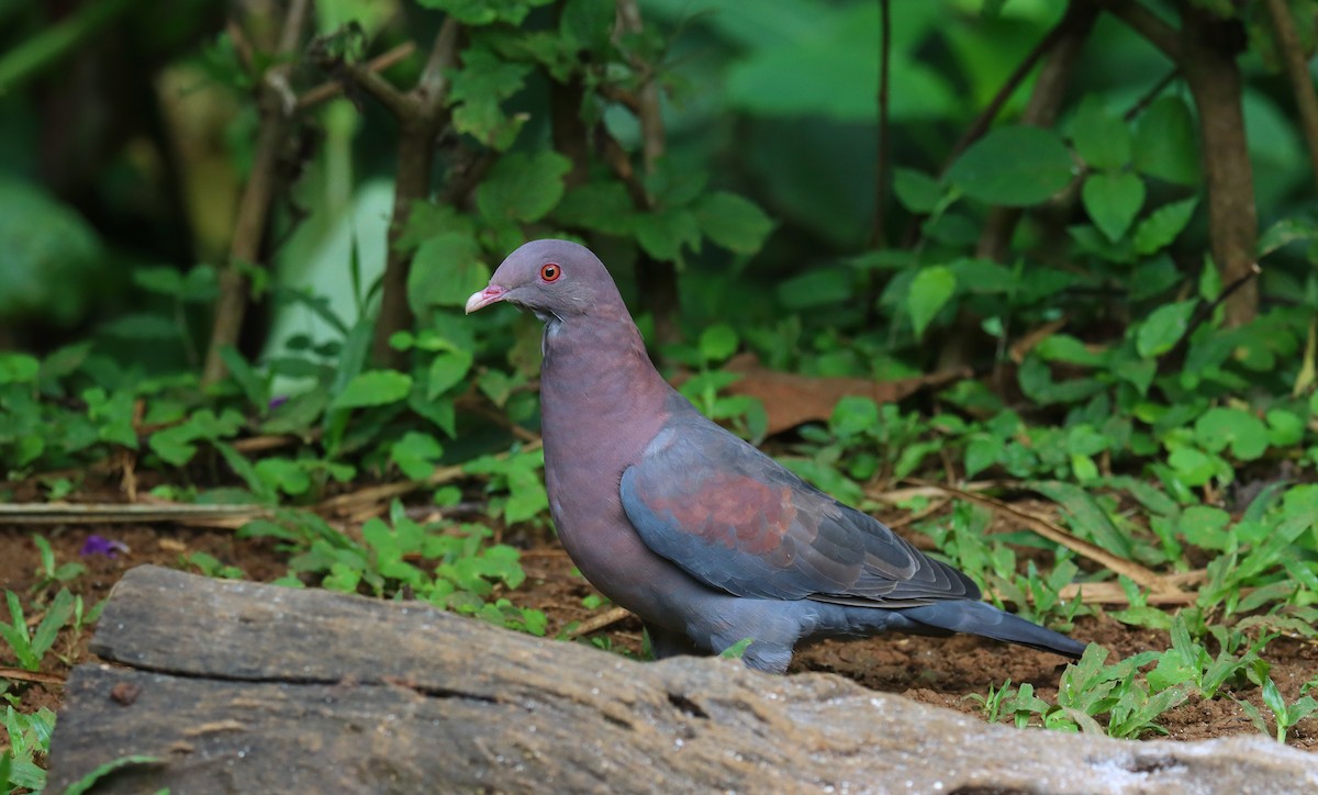 Rotschnabeltaube - ML644821860