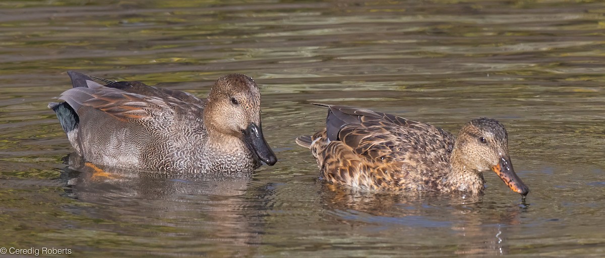 Серая утка - ML644821873