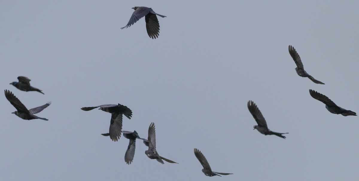 Common Grackle - ML644821909