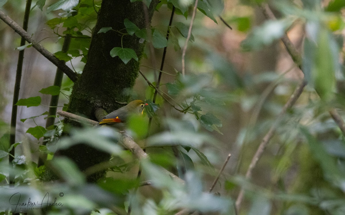 Мезія жовтогорла - ML644821929