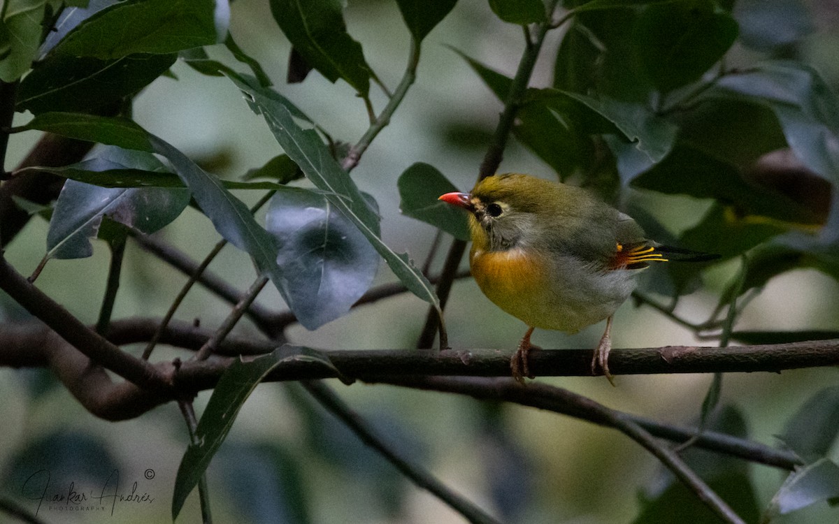 Мезія жовтогорла - ML644821931