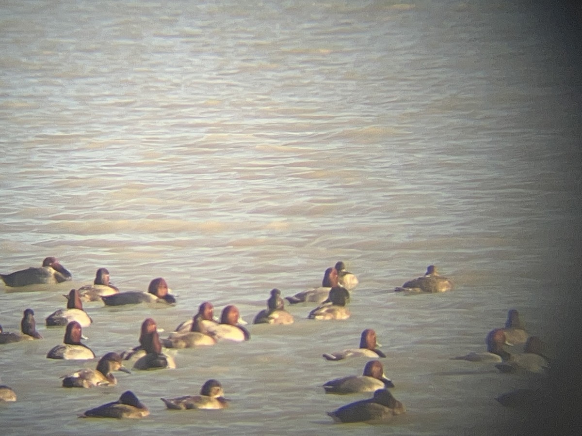 Redhead - ML644821941