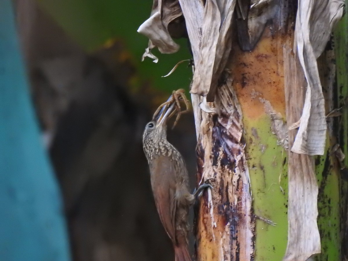 Cocoa Woodcreeper - ML644821952