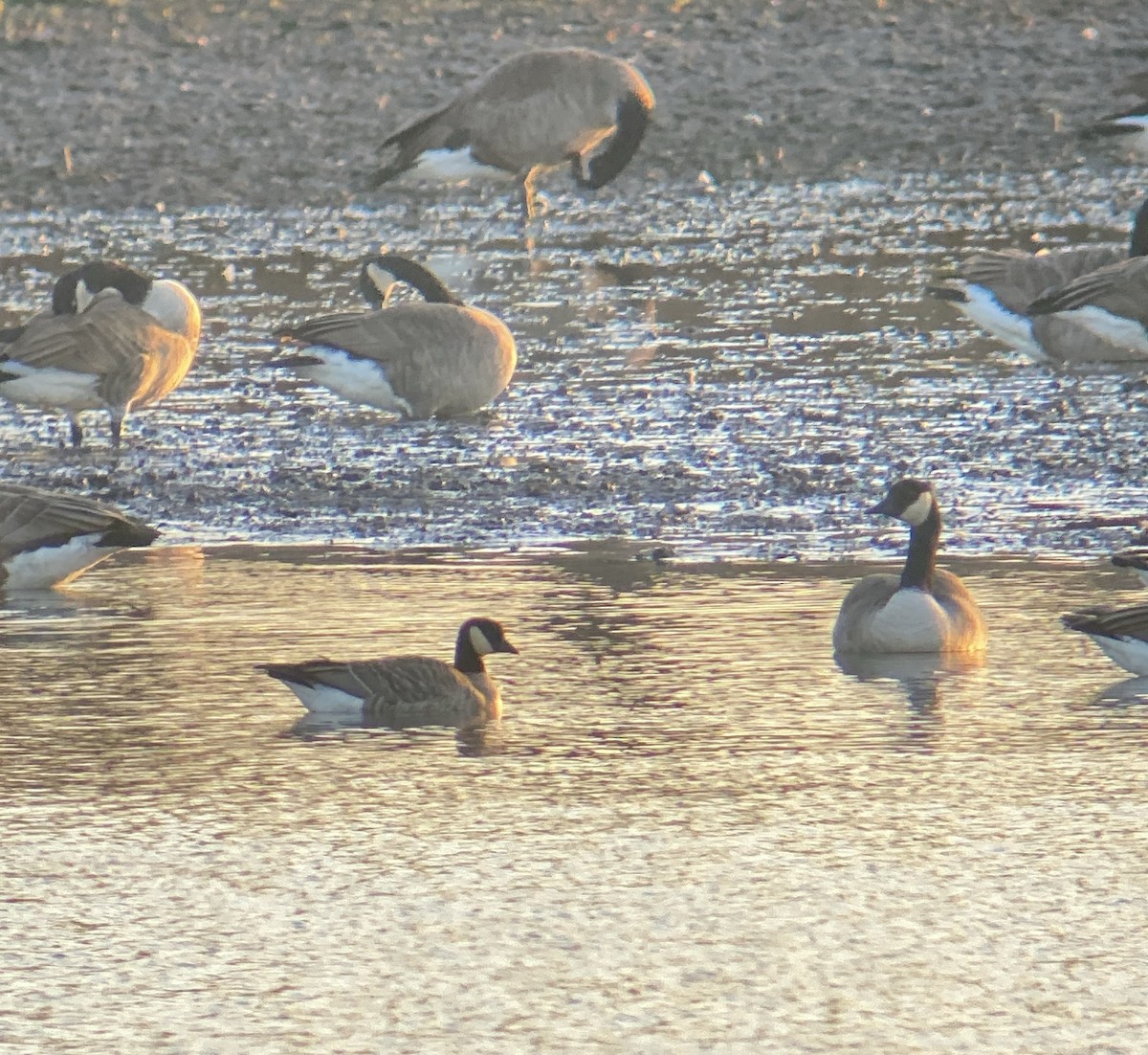 Cackling Goose - ML644821956