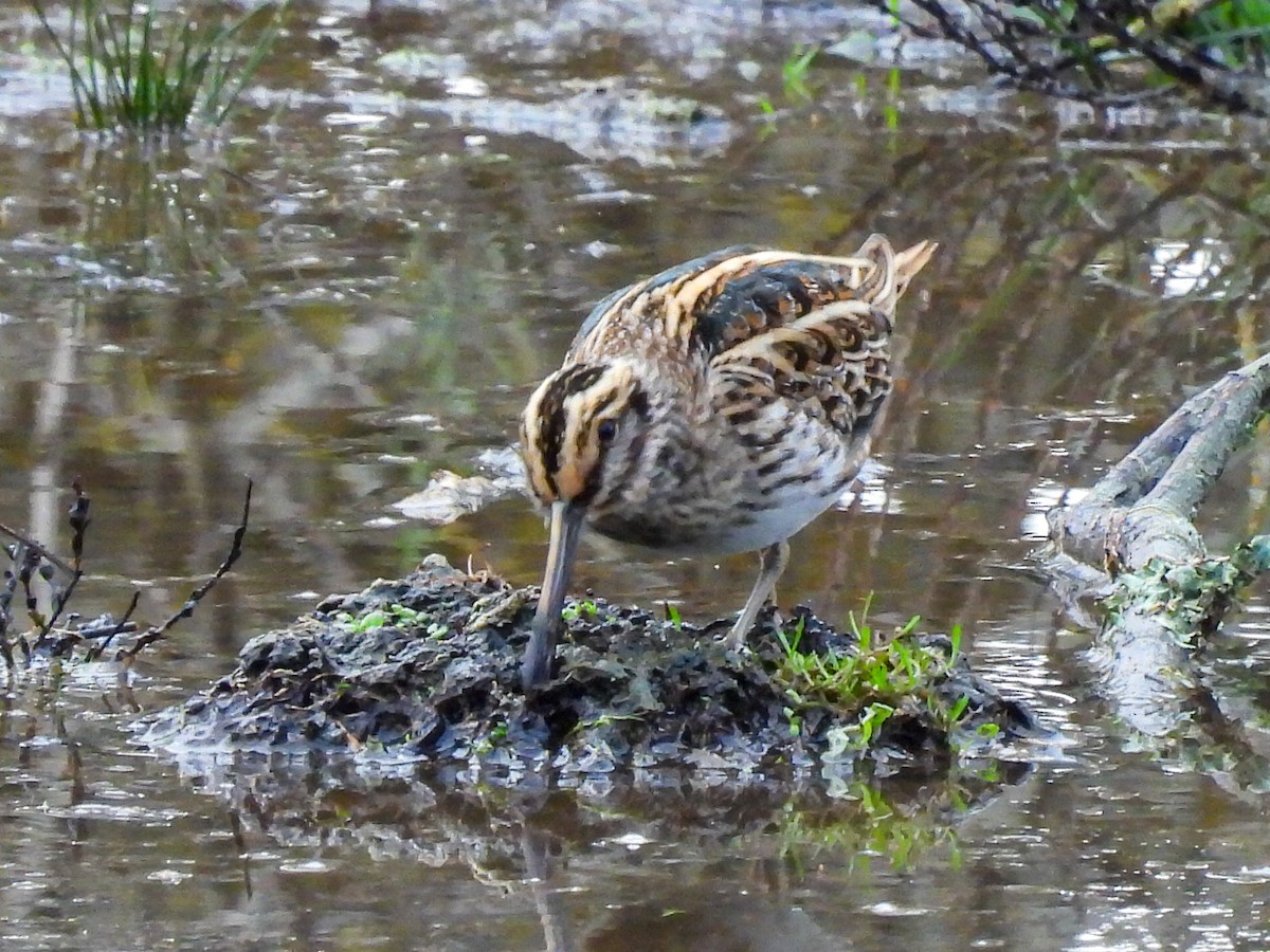 Jack Snipe - ML644821958