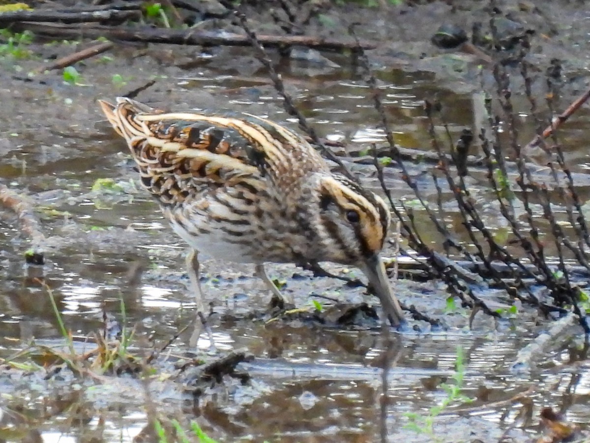 Jack Snipe - ML644821960