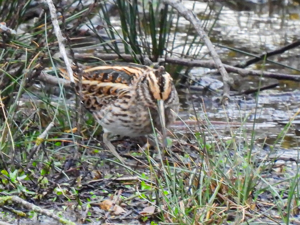 Jack Snipe - ML644821961