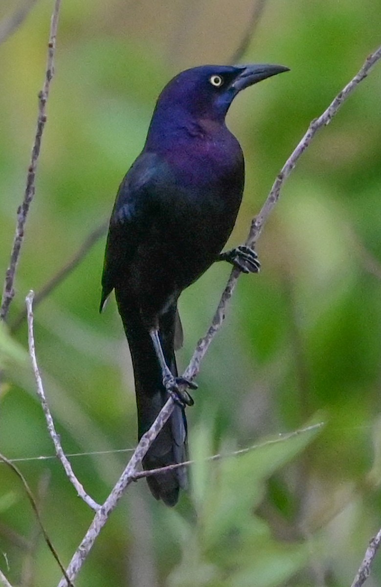 Common Grackle - ML644821962