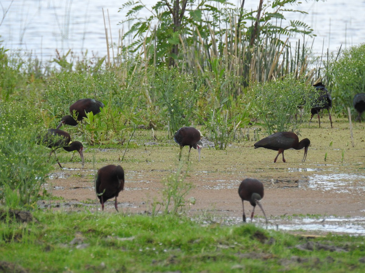 Ibis Afeitado - ML644821963