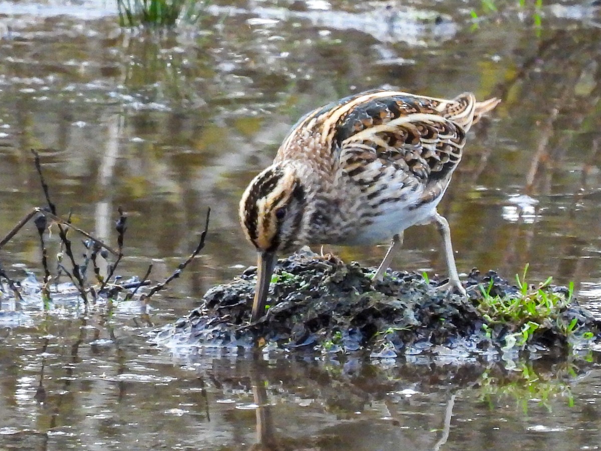 Jack Snipe - ML644821964