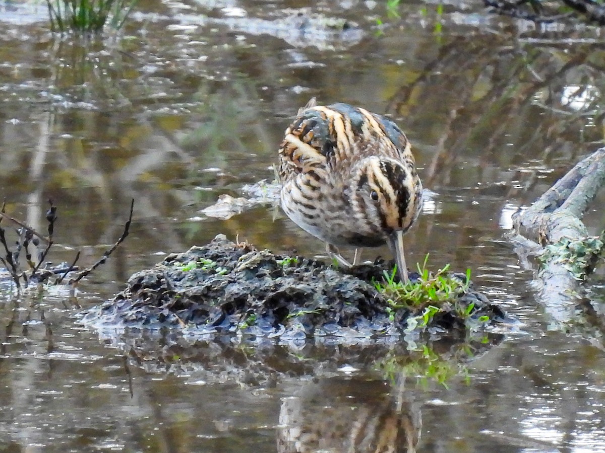 Jack Snipe - ML644821965