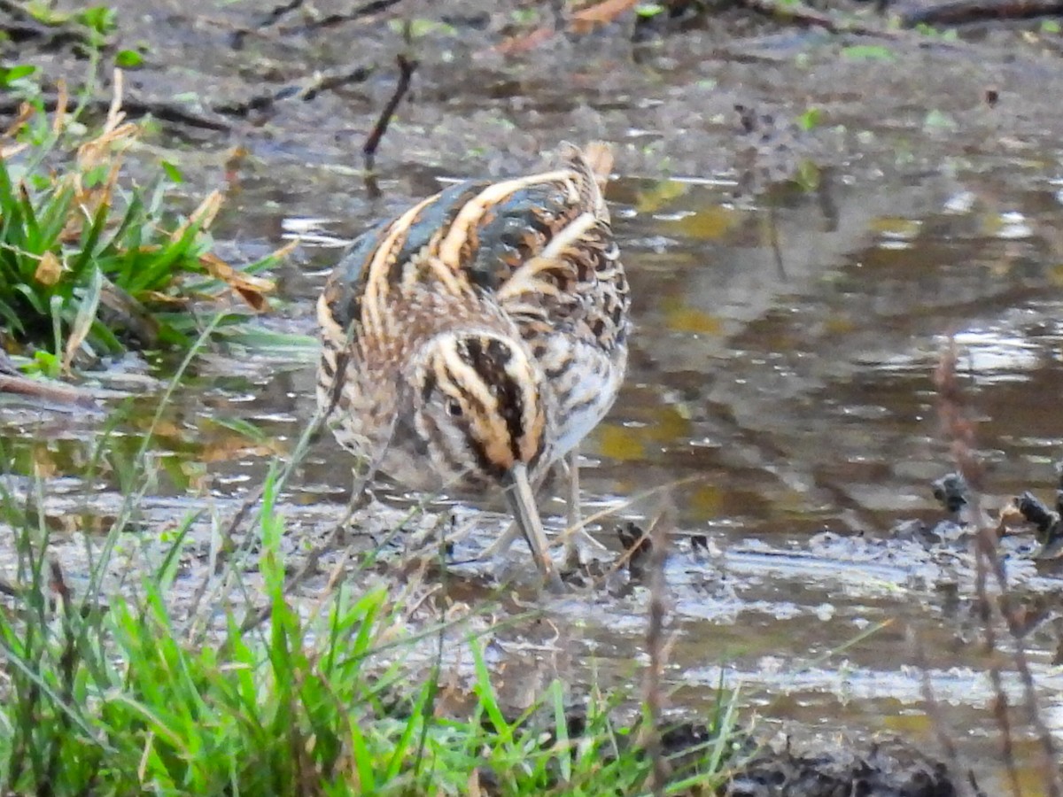 Jack Snipe - ML644821966