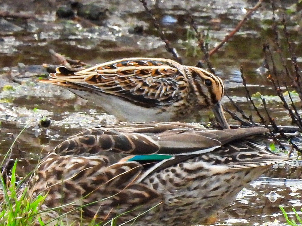 Jack Snipe - ML644821967