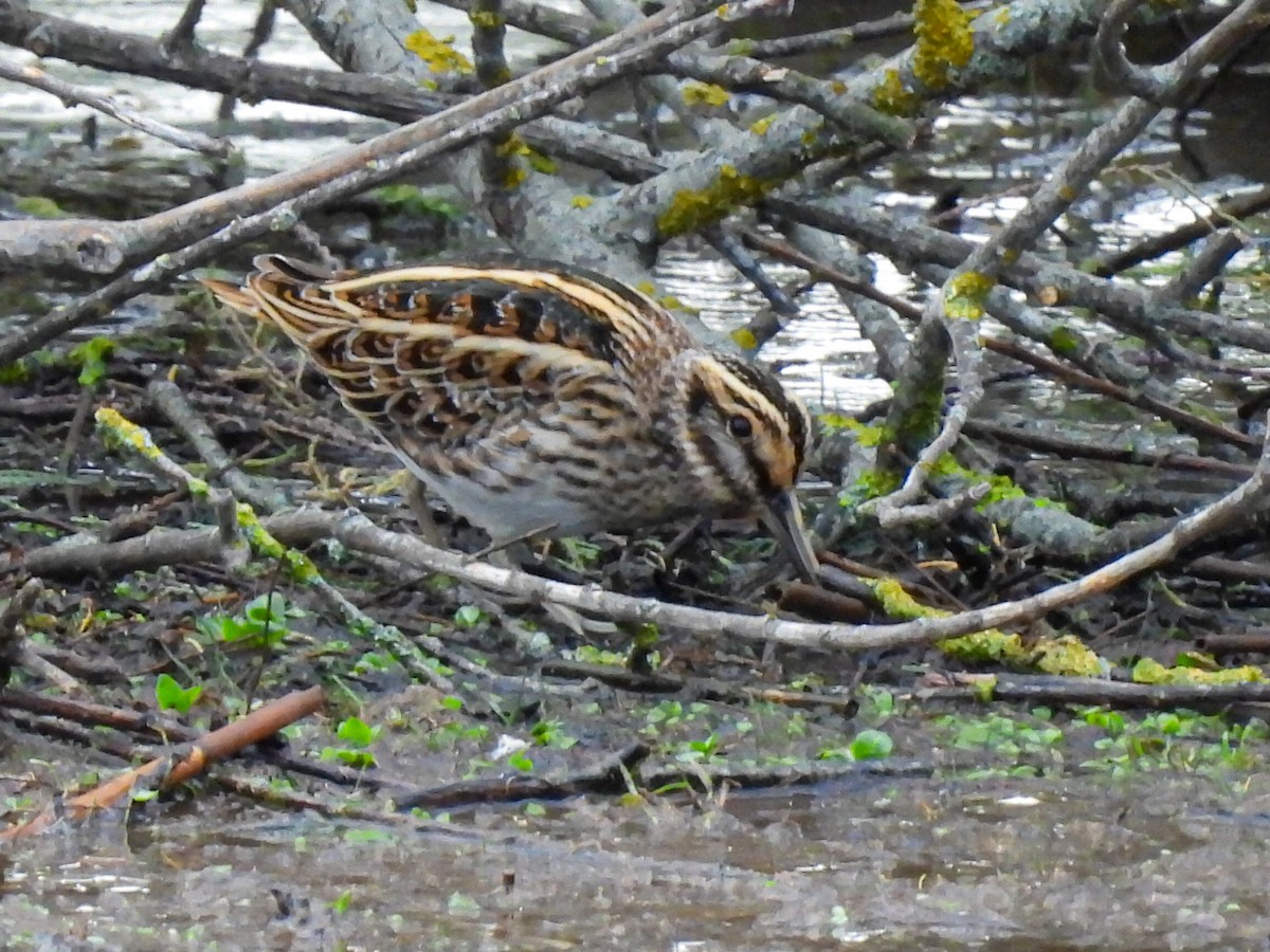 Jack Snipe - ML644821968