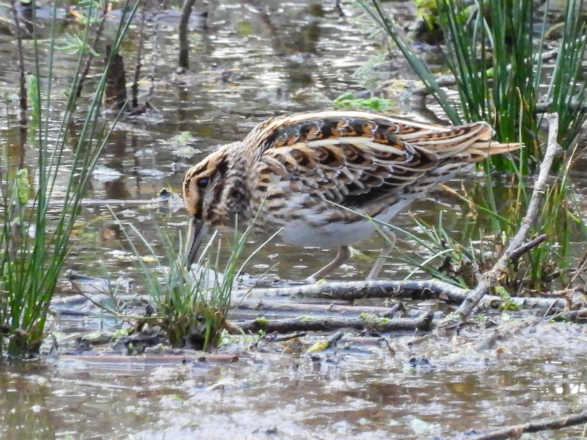 Jack Snipe - ML644821969