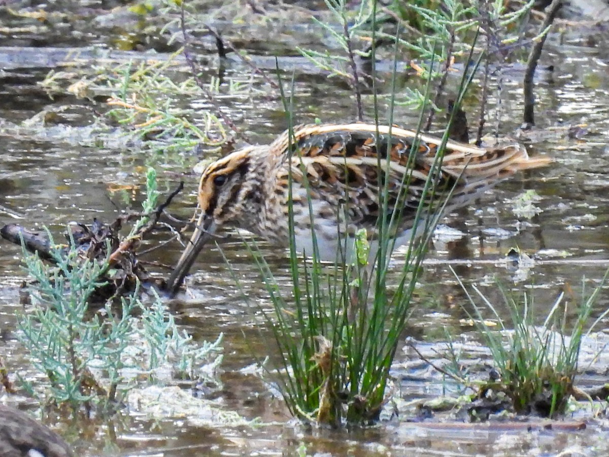 Jack Snipe - ML644821970