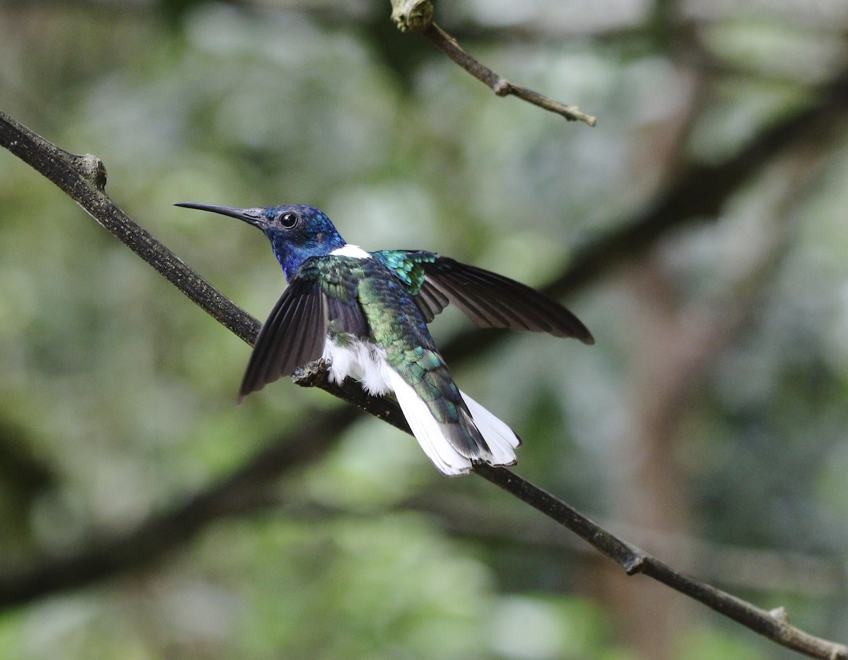 White-necked Jacobin - ML644821991