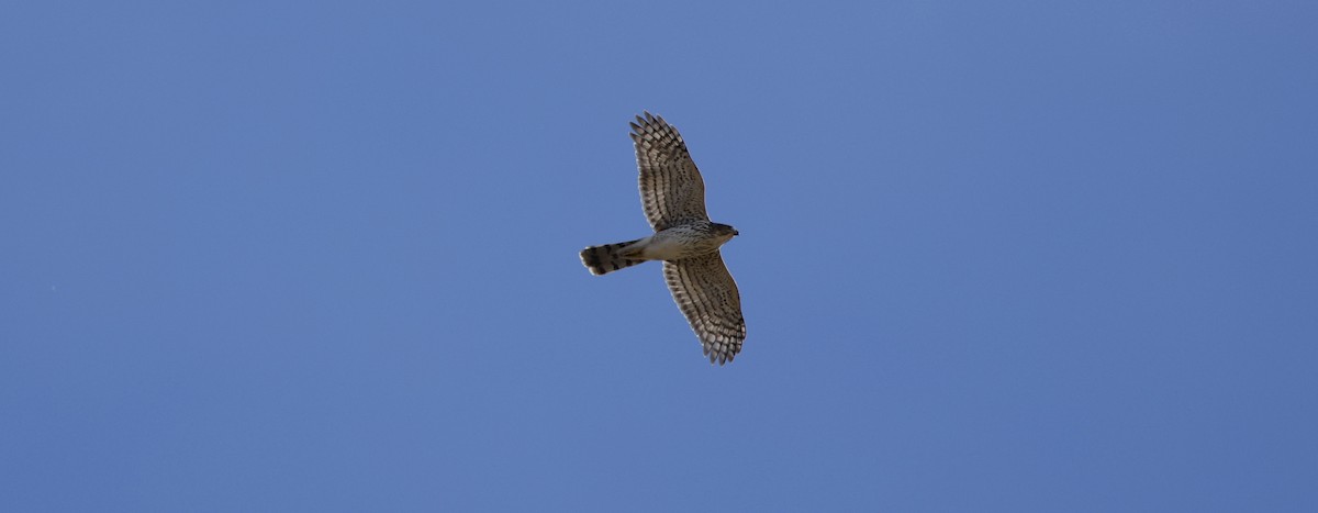 Cooper's Hawk - ML644821993