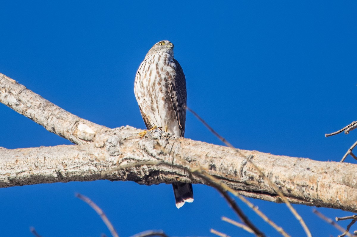Sharp-shinned Hawk - ML644821995